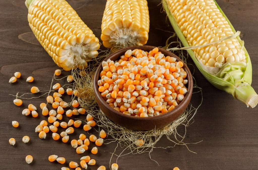 Maize Corn