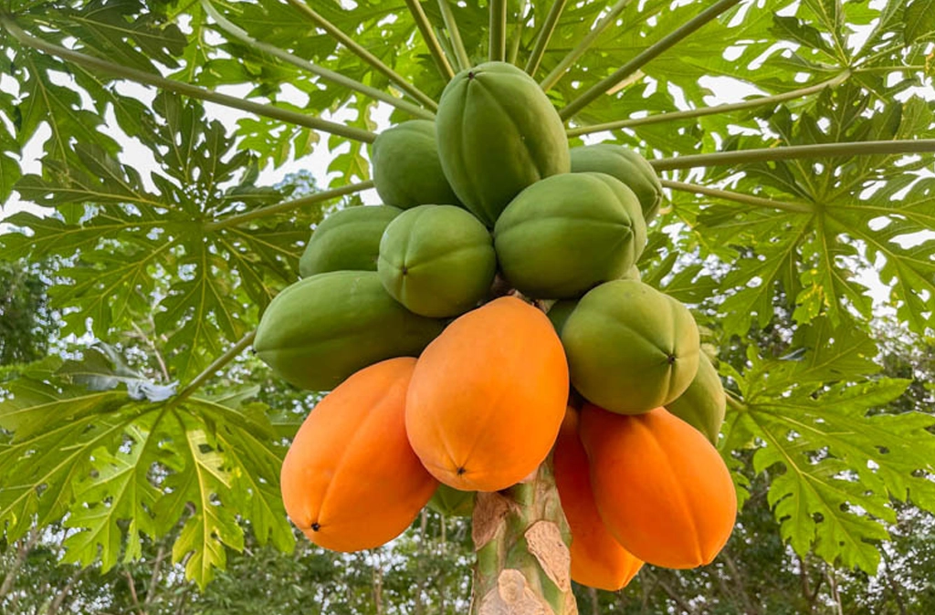 Papaya